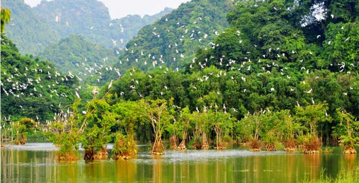 Vườn chim thung nham