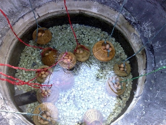 Luộc trứng - hoạt động thú vị của nhiều du khách khi đến khu du lịch suối nước nóng Bình Châu