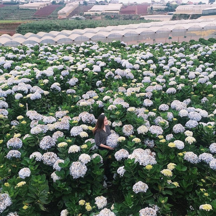 Chụp hình tại cánh đồng hoa cẩm tú cầu trại Mát Đà Lạt