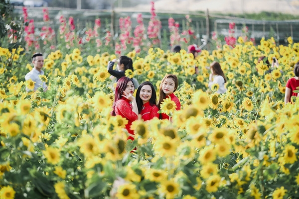 Vườn hoa hướng dương Đà Nẵng - cánh đồng hoa hướng dương Việt Nam được nhiều bạn trẻ 