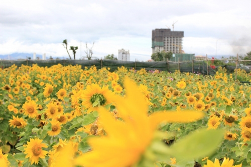 Vườn hoa hướng dương tại Đà Nẵng