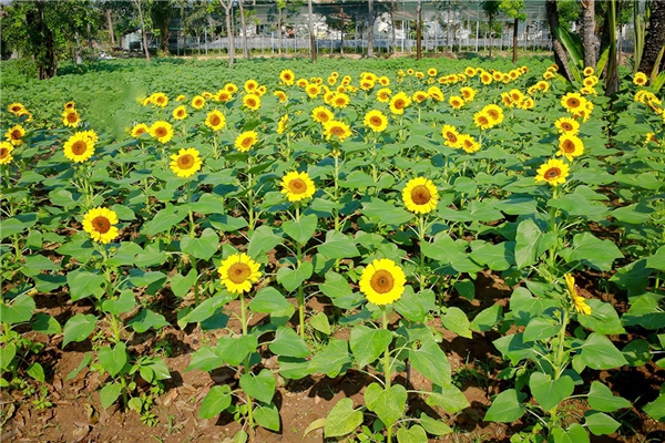Vườn hoa hướng dương tại Bửu Long, Biên Hòa - Đồng Nai