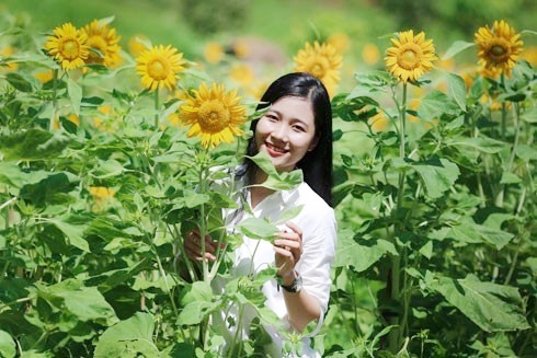 Checkin tại vườn hoa hướng dương tại Yang Bay