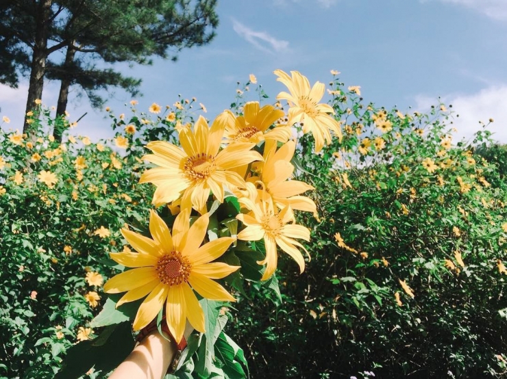 Hoa Dã Quỳ toả ánh vàng rực rỡ dưới ảnh nắng mặt trời Đà Lạt