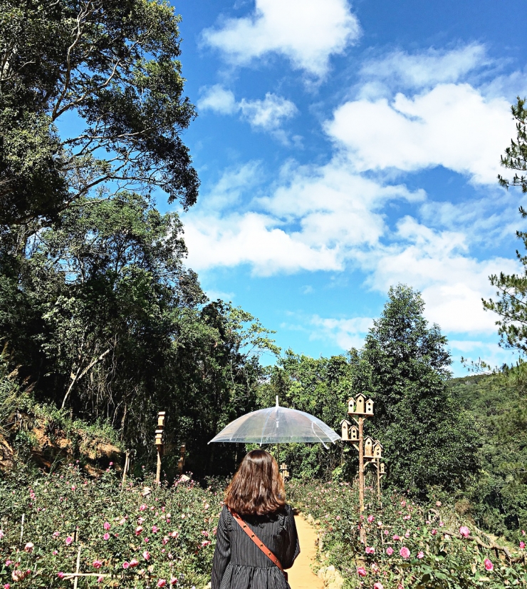 Chụp ảnh với cánh đồng hoa hồng trong Hoa Sơn Điền Trang Đà Lạt 