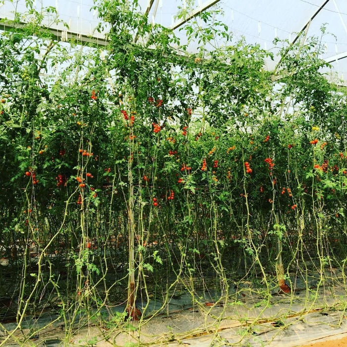 Có cả vườn cà chua bi trong vườn dâu Nhật Đà Lạt