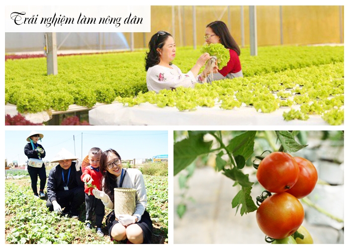 Tour du lịch Đà Lạt Tết Nguyên Đán 2019: Trải nghiệm Cầu Đất Farm