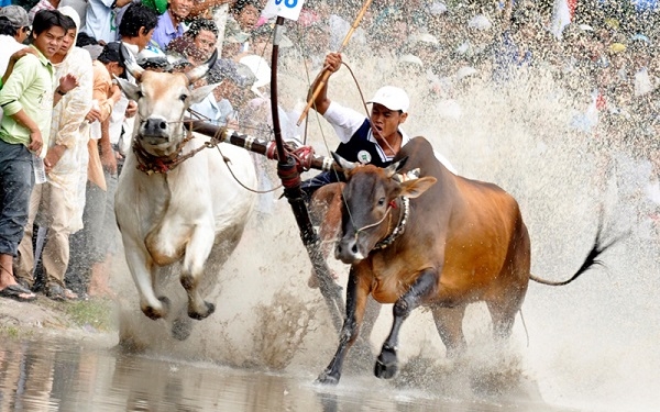 Lễ hội đua bò của người miền Tây