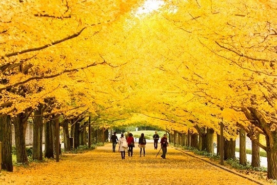 Du Lịch Hàn Quốc 5N4Đ: Seoul - Nami - Everland