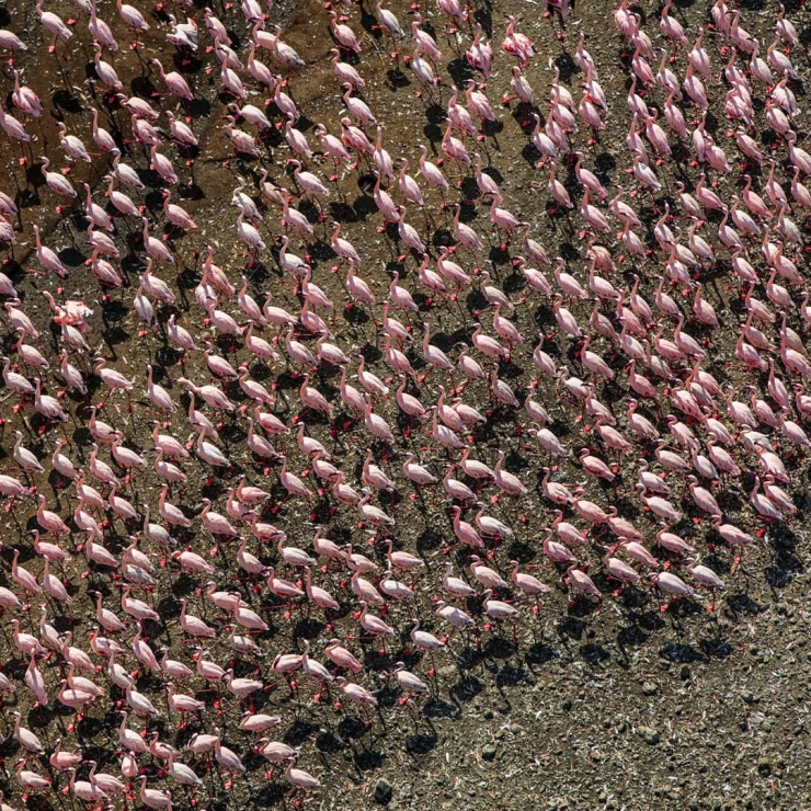 the world's largest populations of Lesser Flamingos.