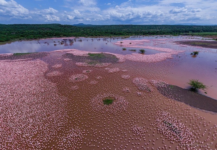 Cuộc di cư của hồng hạc trên mặt hồ Bogoria. Ảnh @stephenwilkes