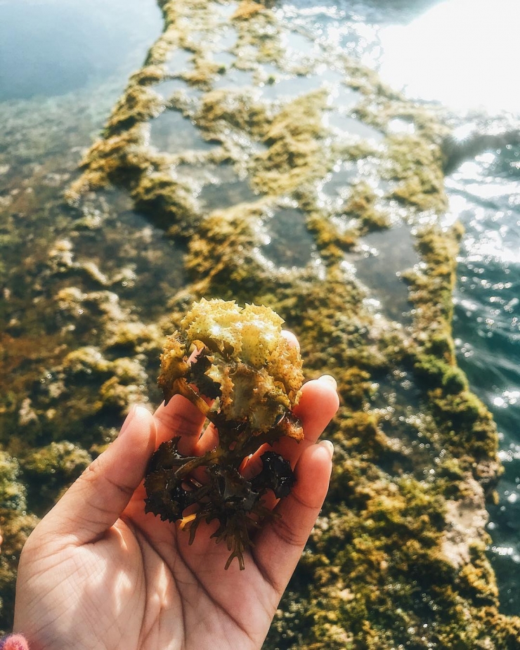 Cảm nhận san hô trên tay 