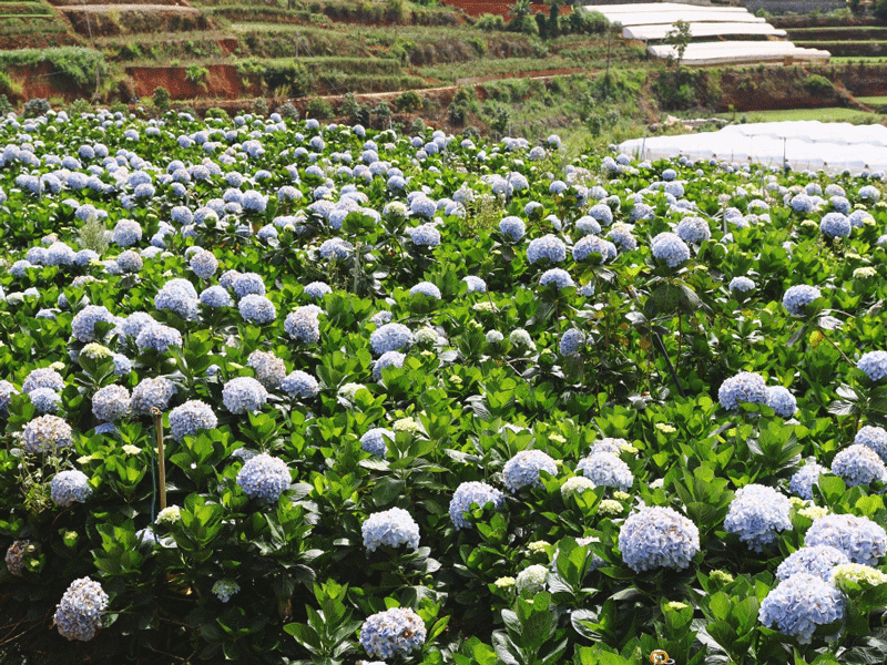 Cánh đồng hoa cẩm tú cầu tại huyện Lạc Dương