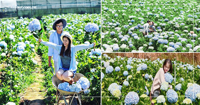 Khám phá cánh đồng hoa cẩm tú cầu cực đẹp tại Đà Lạt