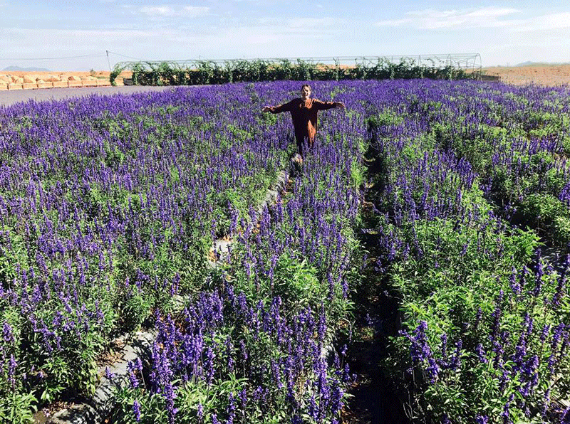 Cánh đồng hoa Lavender tại Cầu Đất Famr