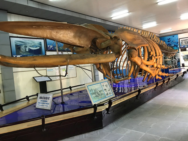 Bộ xương cá voi khổng lồ