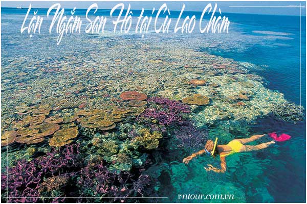 Ngắm san hô ở Cù Lao Chàm- một ngày đi bộ dưới lòng đại dương