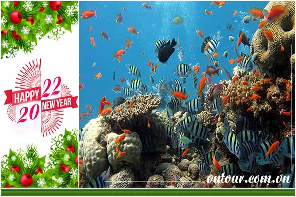 Tour du lịch Đà Nẵng - Cù Lao Chàm tết dương lịch 2023 (4N3Đ)