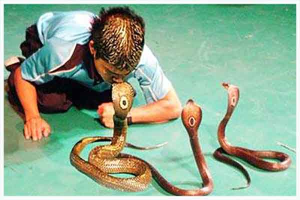 Trung tâm nghiên cứu nọc độc rắn hoàng gia Thái Lan