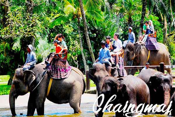 Trại voi Chiangmai