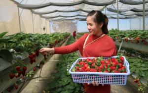 Tour du lịch Đà Lạt 2 ngày 2 đêm: Khám Phá Cầu Đất Farm