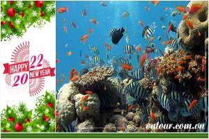Tour du lịch Đà Nẵng - Cù Lao Chàm tết dương lịch 2023 (4N3Đ)