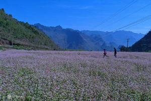 Kinh nghiệm du lịch Hà Giang – Mùa hoa tam giác mạch về